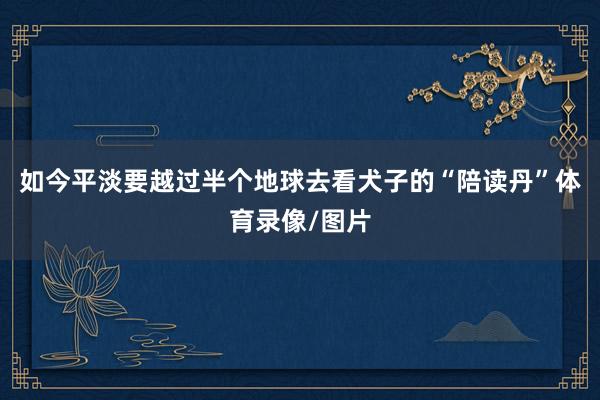 如今平淡要越过半个地球去看犬子的“陪读丹”体育录像/图片